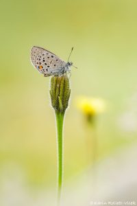 Agriades optilete / Hochmoor-Bläuling / Cranberry blue