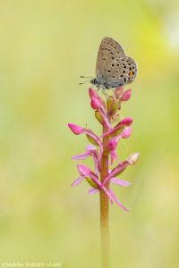 Agriades optilete / Hochmoor-Bläuling / Cranberry blue