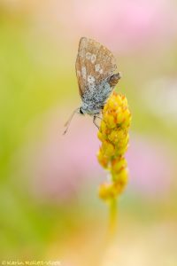 Agriades orbitulus / Heller Alpenbläuling / Alpine argus