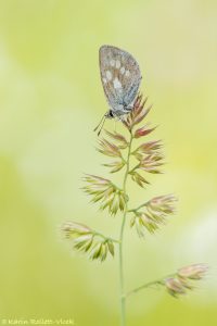 Agriades orbitulus / Heller Alpenbläuling / Alpine argus