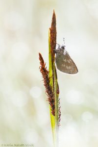 Agriades orbitulus / Heller Alpenbläuling / Alpine argus