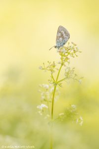 Agriades orbitulus / Heller Alpenbläuling / Alpine argus