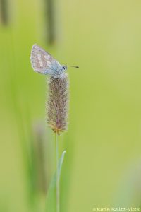 Agriades orbitulus / Heller Alpenbläuling / Alpine argus