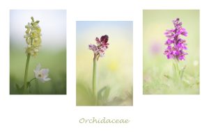 orchidaceae