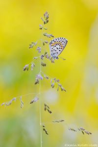 Scolitantides orion / Fetthennen-Bläuling / Chequered blue butterfly