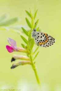 Scolitantides orion / Fetthennen-Bläuling / Chequered blue butterfly