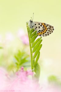 Scolitantides orion / Fetthennen-Bläuling / Chequered blue butterfly