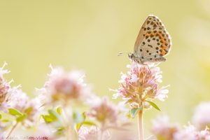 Scolitantides orion / Fetthennen-Bläuling / Chequered blue butterfly