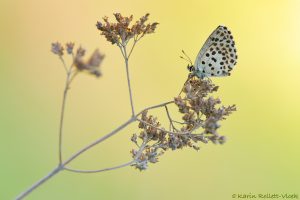 Scolitantides orion / Fetthennen-Bläuling / Chequered blue butterfly