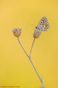 Scolitantides orion / Fetthennen-Bläuling / Chequered blue butterfly