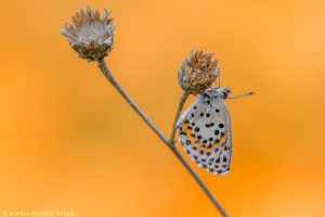 Scolitantides orion / Fetthennen-Bläuling / Chequered blue butterfly