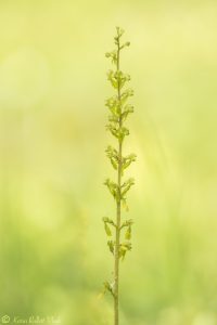 Listera ovata / Großes Zweiblatt / greater twayblade