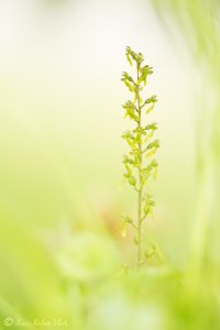 Listera ovata / Großes Zweiblatt / greater twayblade