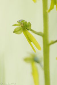 Listera ovata / Großes Zweiblatt / greater twayblade