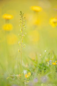 Listera ovata / Großes Zweiblatt / greater twayblade