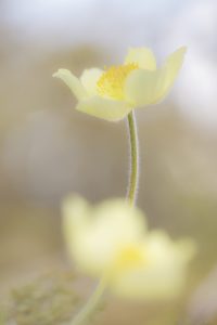 Pulsatilla alpina subsp. apiifolia / Gelbe Alpen-Küchenschelle