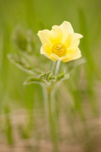 Pulsatilla alpina subsp. apiifolia / Gelbe Alpen-Küchenschelle