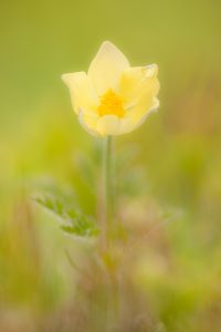 Pulsatilla alpina subsp. apiifolia / Gelbe Alpen-Küchenschelle