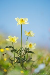 Pulsatilla alpina subsp. apiifolia / Gelbe Alpen-Küchenschelle