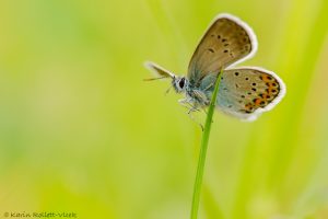 Plebejus argus / Argus-Bläuling / Silver-studded blue