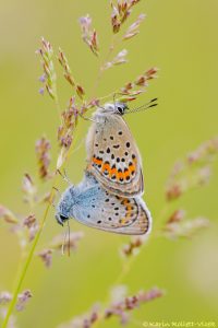 Plebejus argus / Argus-Bläuling / Silver-studded blue