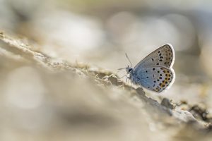 Geißklee-Bläuling / Plebejus argus / Silver-studded blue