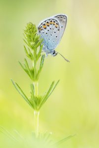 Geißklee-Bläuling / Plebejus argus / Silver-studded blue