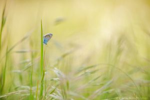 Plebejus argus / Argus-Bläuling / Silver-studded blue