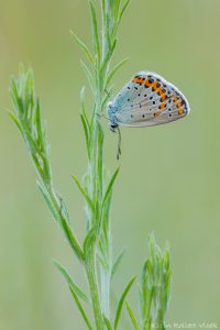 Plebejus argyrognomon / Kronwicken-Bläuling / Reverdin's blue