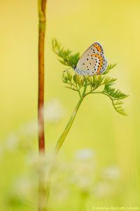 Plebejus argyrognomon / Kronwicken-Bläuling / Reverdin's blue