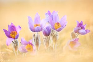 Pulsatilla grandis / Groß-Küchenschelle