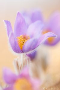 Pulsatilla grandis / Groß-Küchenschelle