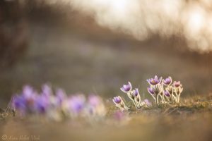 Pulsatilla grandis / Groß-Küchenschelle