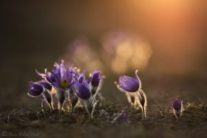 Pulsatilla grandis / Groß-Küchenschelle