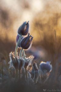 Pulsatilla grandis / Groß-Küchenschelle