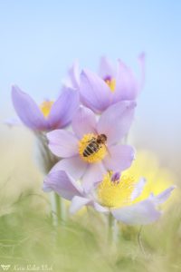 Pulsatilla grandis / Groß-Küchenschelle