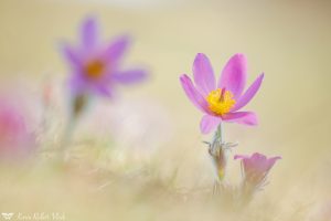 Pulsatilla grandis / Groß-Küchenschelle