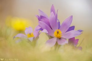 Pulsatilla grandis / Groß-Küchenschelle