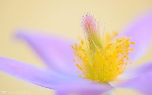 Pulsatilla grandis / Groß-Küchenschelle