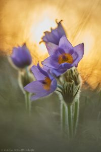 Pulsatilla grandis / Groß-Küchenschelle