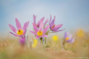 Pulsatilla grandis / Groß-Küchenschelle