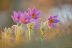 Pulsatilla grandis / Groß-Küchenschelle