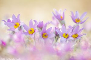 Pulsatilla grandis / Groß-Küchenschelle