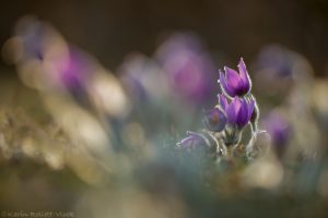 Pulsatilla grandis / Groß-Küchenschelle