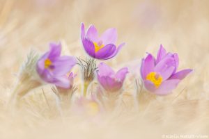 Pulsatilla grandis / Groß-Küchenschelle