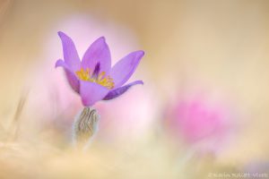 Pulsatilla grandis / Groß-Küchenschelle