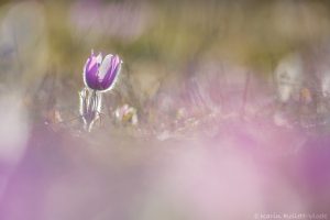 Pulsatilla grandis / Groß-Küchenschelle