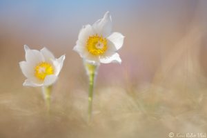 Pulsatilla grandis var. alba / Groß-Küchenschelle in weiß