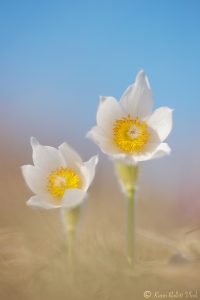 Pulsatilla grandis var. alba / Groß-Küchenschelle in weiß