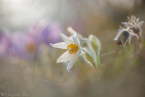 Pulsatilla grandis var. alba / Groß-Küchenschelle in weiß